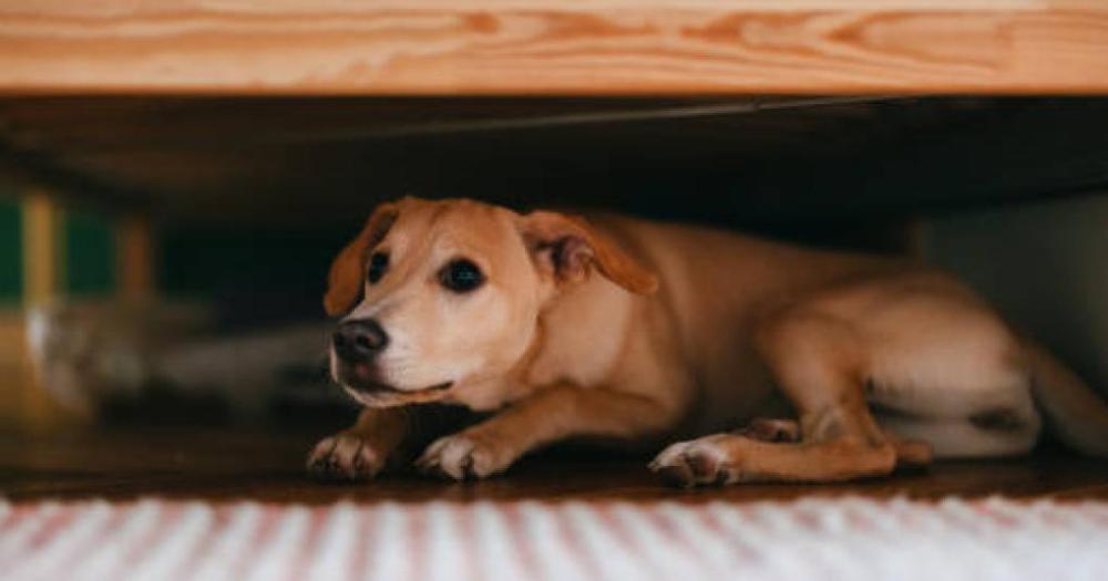 El acompañamiento para los perros y gatos es fundamental para estas Fiestas