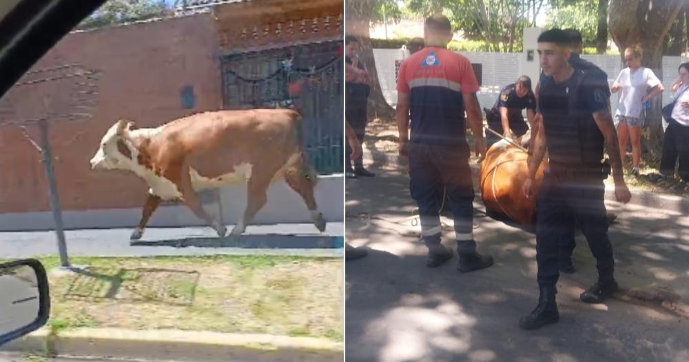 El bovino fue protagonista de la jornada y acaparó todas las miradas