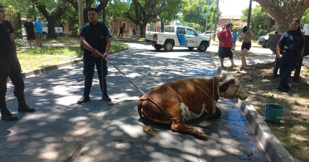 La vaca fue retenida por los vecinos y la Policía y luego se ocupó Zoonosis