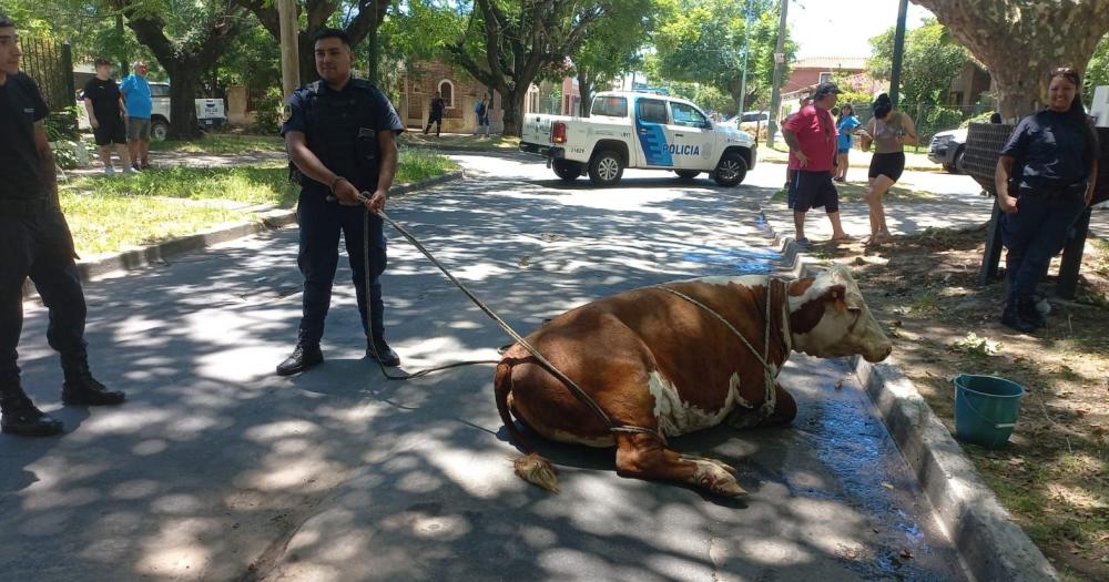 La vaca fue retenida por los vecinos y la Policía y luego se ocupó Zoonosis