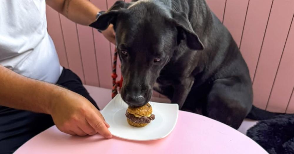 El primer espacio exclusivo para mascotas donde los humanos son los invitados