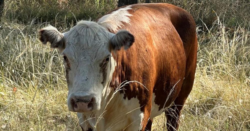 Valiente fue rescatada en Temperley y ahora vive libre