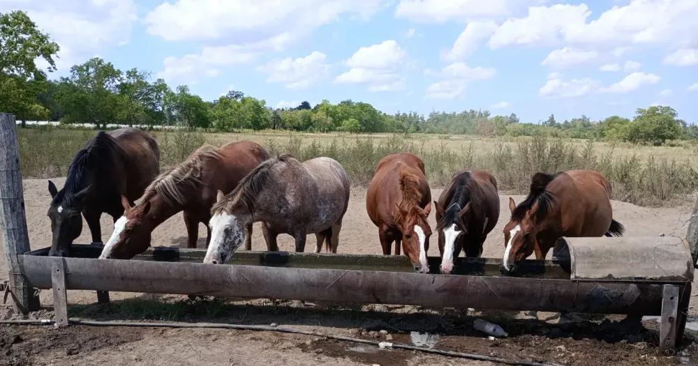 Los bebederos son indispensables para los caballos que viven en el refugio