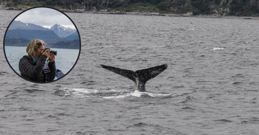 Insoacutelito- una ballena lleva el nombre Temperley en el Canal de Beagle