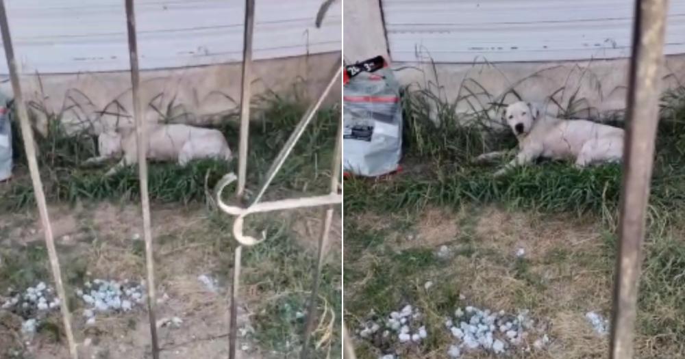 Otra mascota fue encontrada viva pero estaba bajo de peso y con sarna