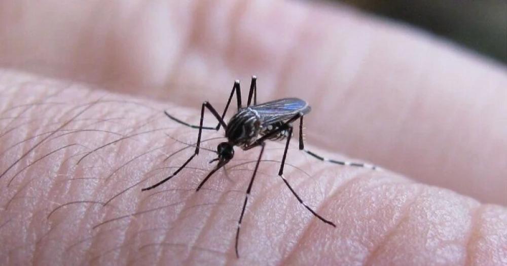 Advierten que el brote de dengue llegariacutea en un mes