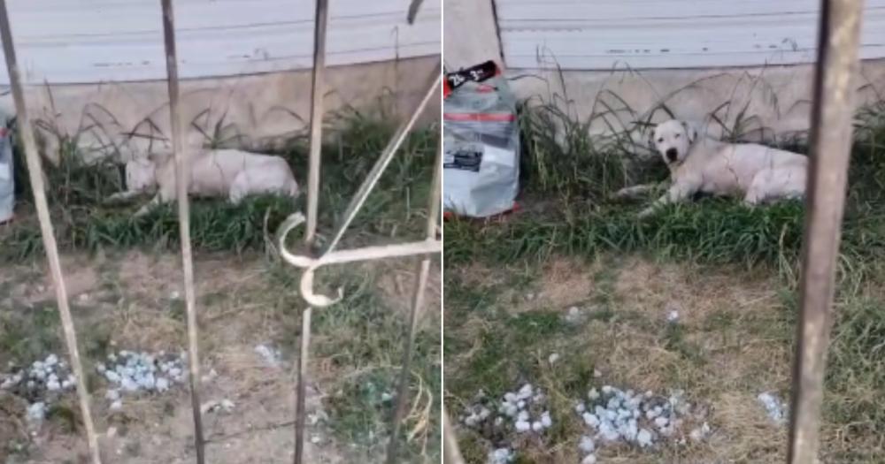 Otra mascota fue encontrada viva pero estaba bajo de peso y con sarna