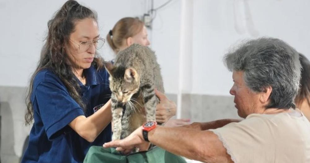 Hospital de Animales- siguen los operativos en los distintos barrios 