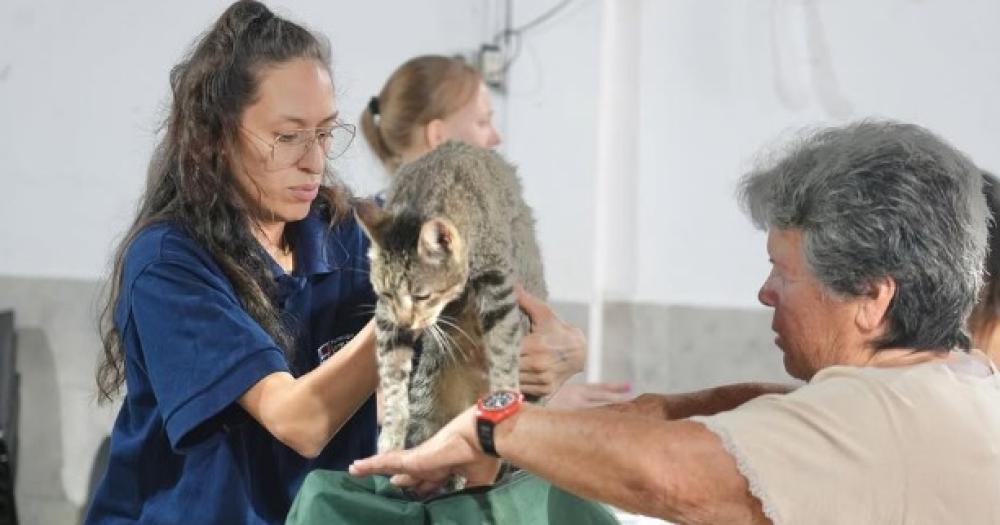 Hospital de Animales- siguen los operativos en los distintos barrios 