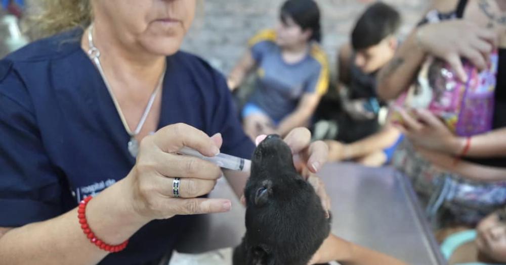 Lomas- la atencioacuten del Hospital de Animales llega a maacutes instituciones