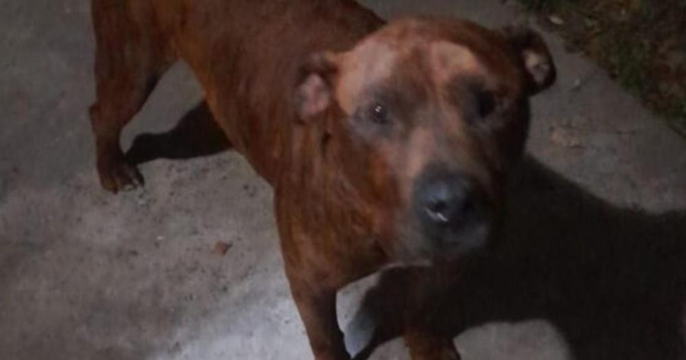 Así est hoy Rocky el perro maltratado Fue curado y adoptado