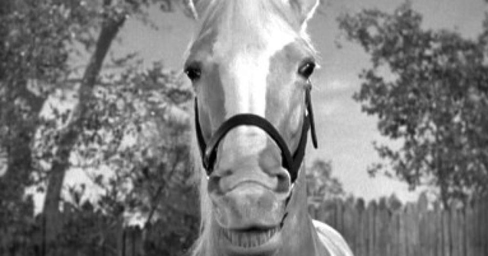 Mister Ed famoso caballo