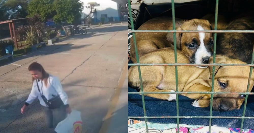 La mujer dejó a los perritos en el estacionamiento y escapó