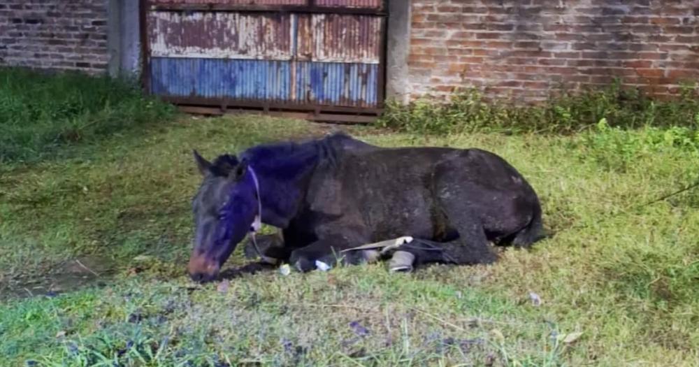El caballo fue rescatado en un descampado de Lomas de Zamora