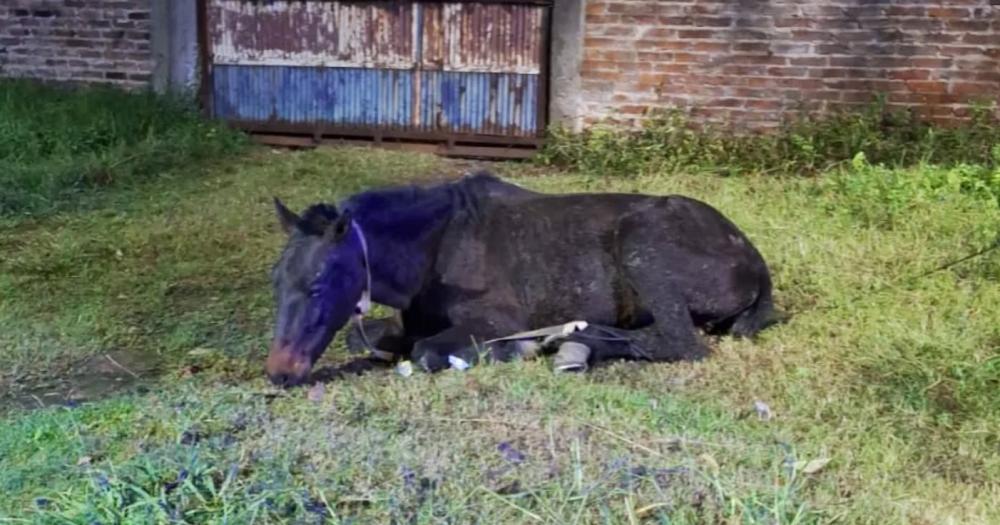 El caballo fue rescatado en un descampado de Lomas de Zamora