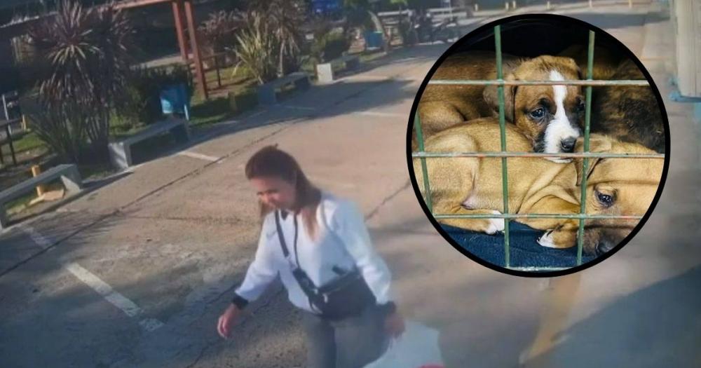 Perros abandonados en Lomas- Es un acto de crueldad por donde se lo mire
