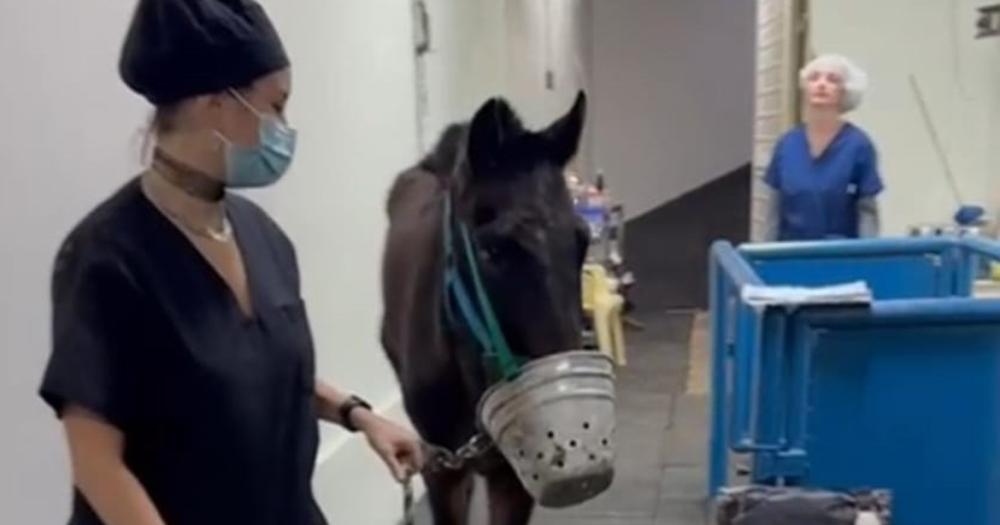 El caballo est recibiendo atención y presenta mucho dolor por el maltrato sufrido
