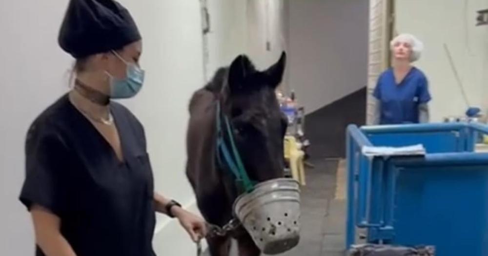 El caballo est recibiendo atención y presenta mucho dolor por el maltrato sufrido