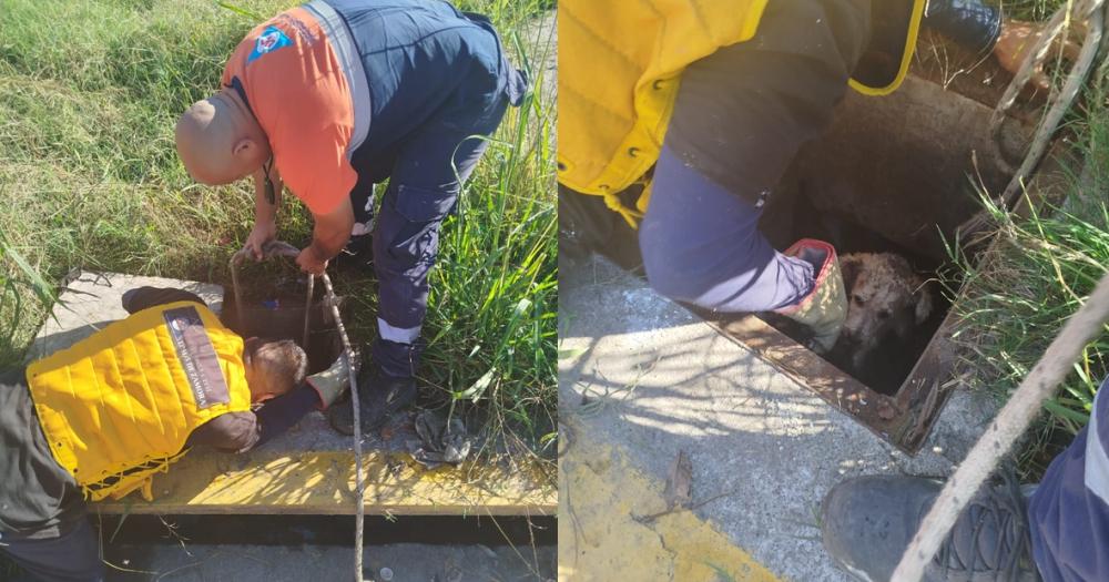 Defensa Civil logró rescatar al perrito