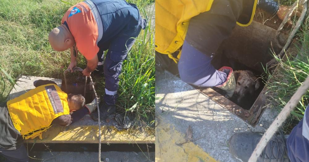 Defensa Civil logró rescatar al perrito