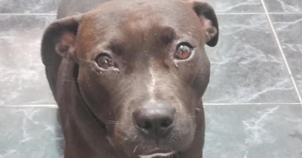 Queacute pasoacute con la perra abandonada en la reja de una casa en Budge