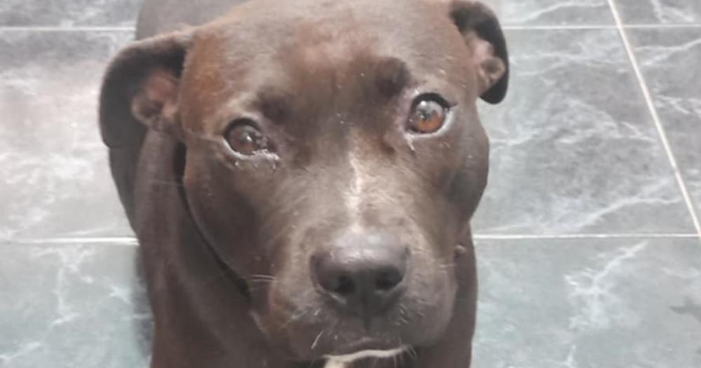 Queacute pasoacute con la perra abandonada en la reja de una casa en Budge