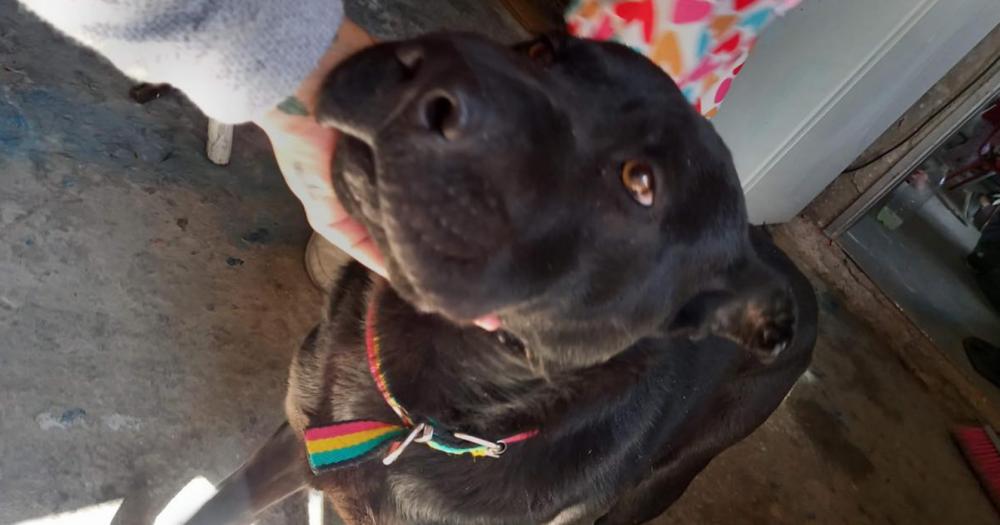 Lyon el perro asesinado en Ingeniero Budge