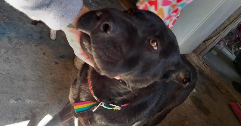 Lyon el perro asesinado en Ingeniero Budge