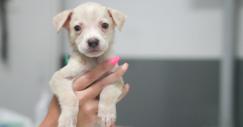 La información sobre los animales en adopción se publica en redes