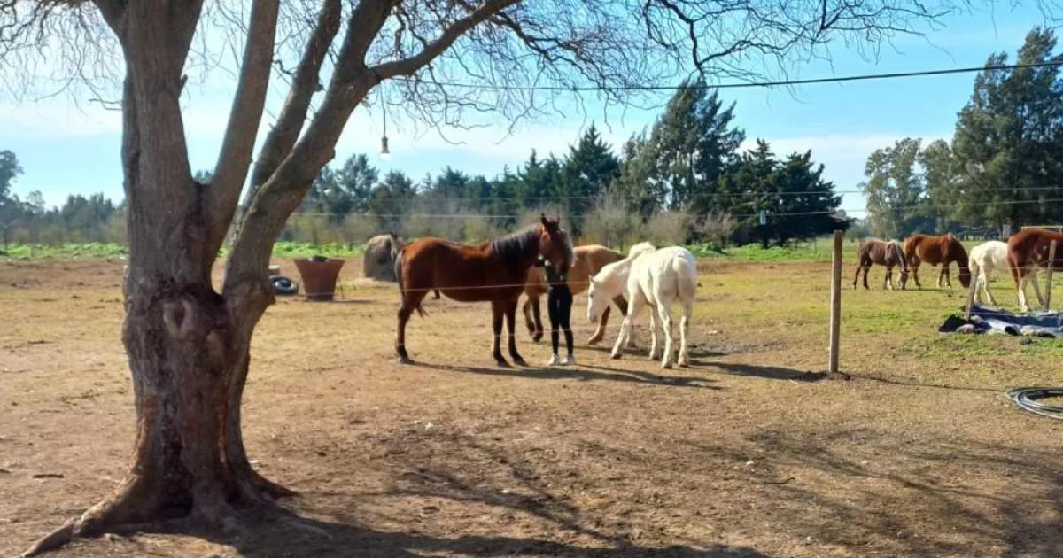 Todo lo recaudado ser para ayudar a los caballos rescatados