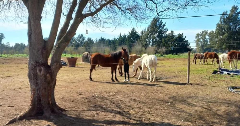 Todo lo recaudado ser? para ayudar a los caballos rescatados