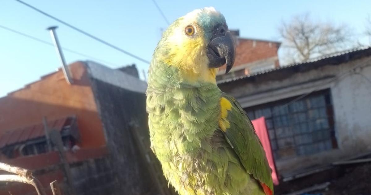 El loro llamado Lucas se perdió el pasado lunes en Barrio Parque Barón