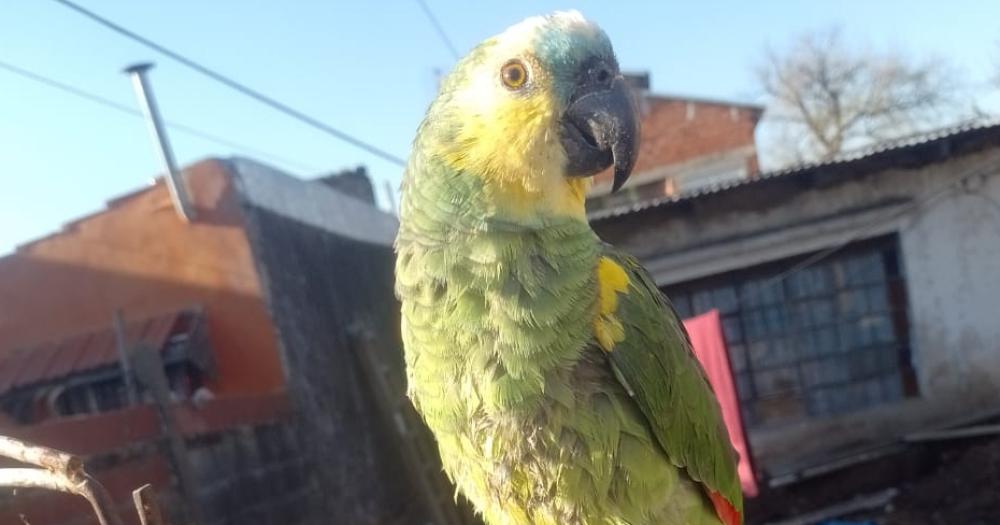 El loro llamado Lucas se perdió el pasado lunes en Barrio Parque Barón