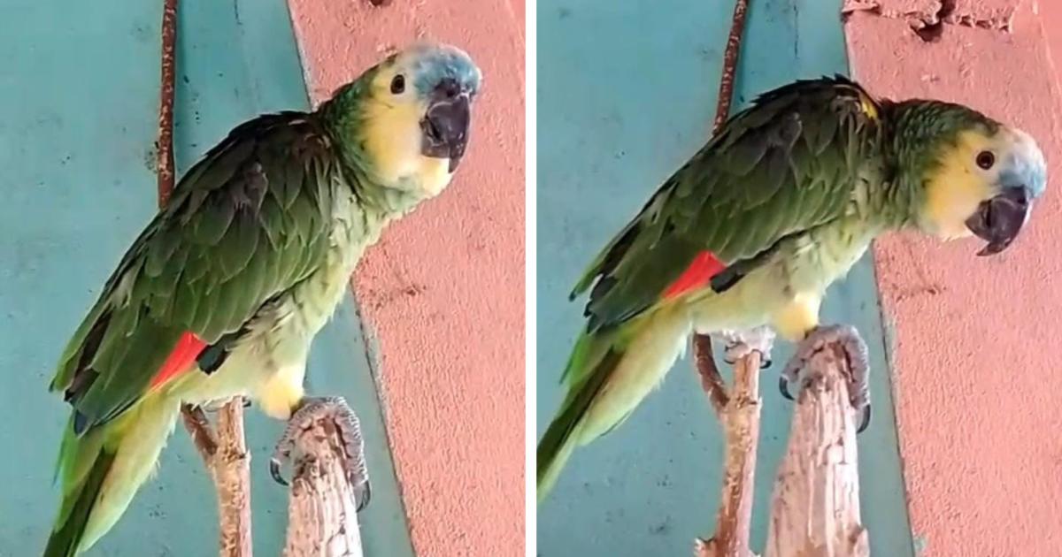 La familia de Lucas lo busca intensamente con el anhelo de reencontrarse con la mascota