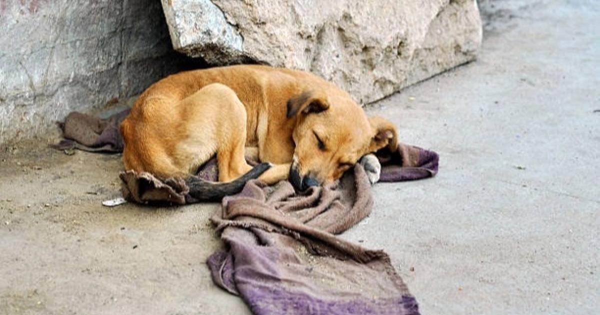 Piden cuidar a los perros y gatos sobre todo a aquellos que viven en la calle