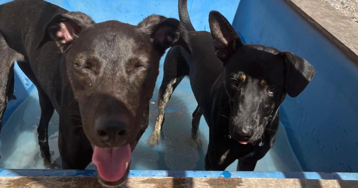 Tratarlo como si fuera un humano perjudica a su conducta