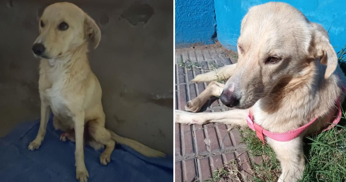 Bruno necesita y se merece un hogar donde pueda vivir rodeado de amor
