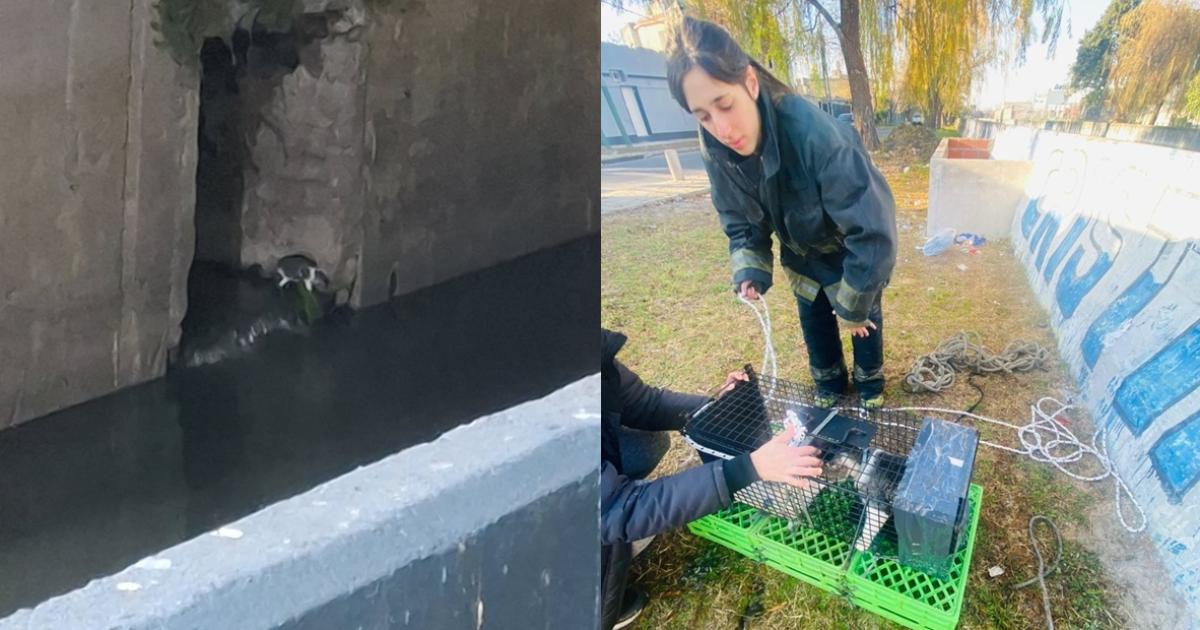 El gato estuvo varios días sin poder salir del desagüe