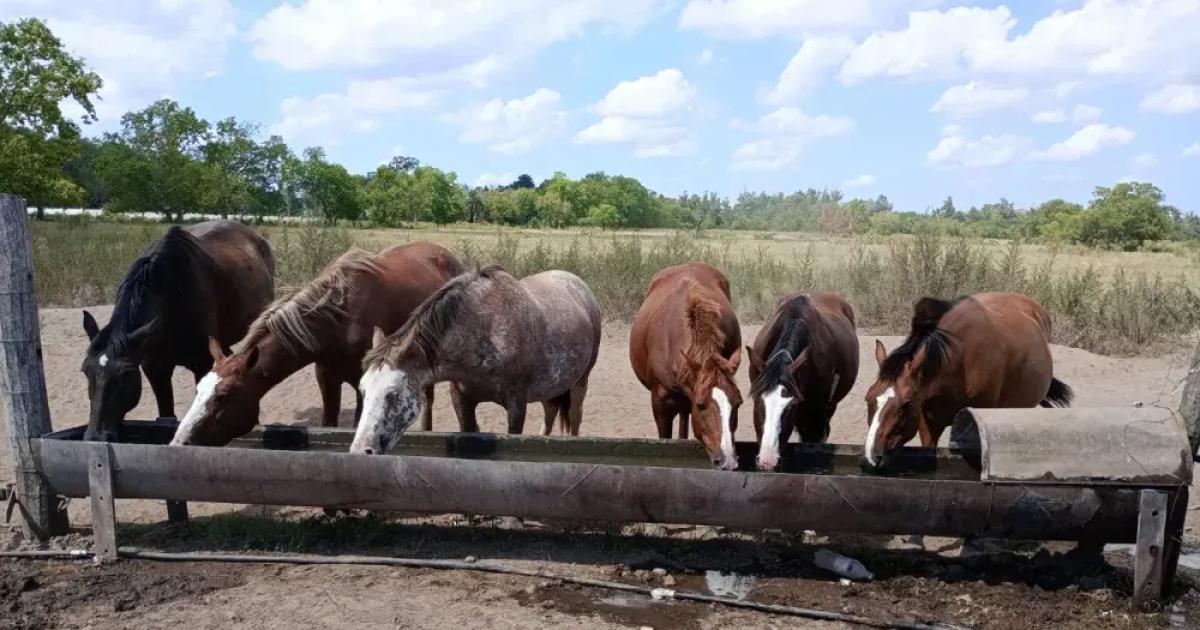 La campaña ya est en marcha- el objetivo es mejorar la calidad de vida de los caballos rescatados