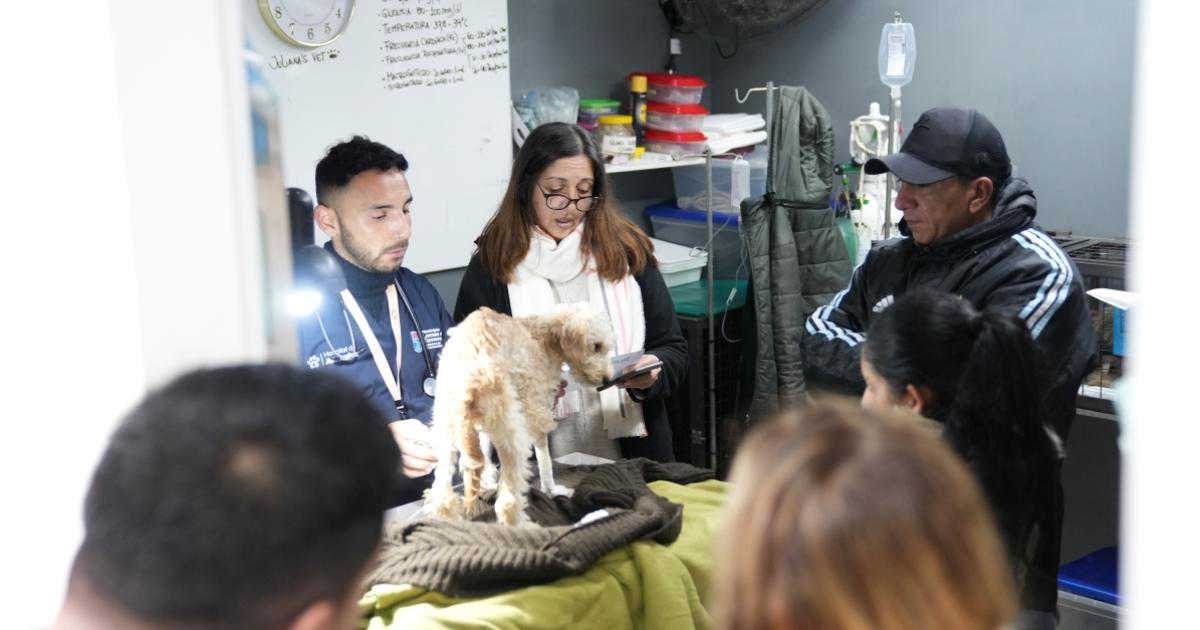 Las castraciones son claves para evitar enfermedades