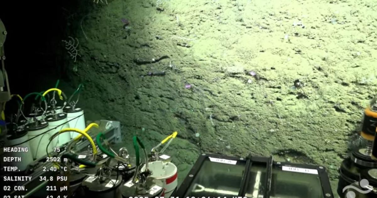 Científicos argentinos del CONICET transmiten desde 3900 metros de profundidad en Mar del Plata