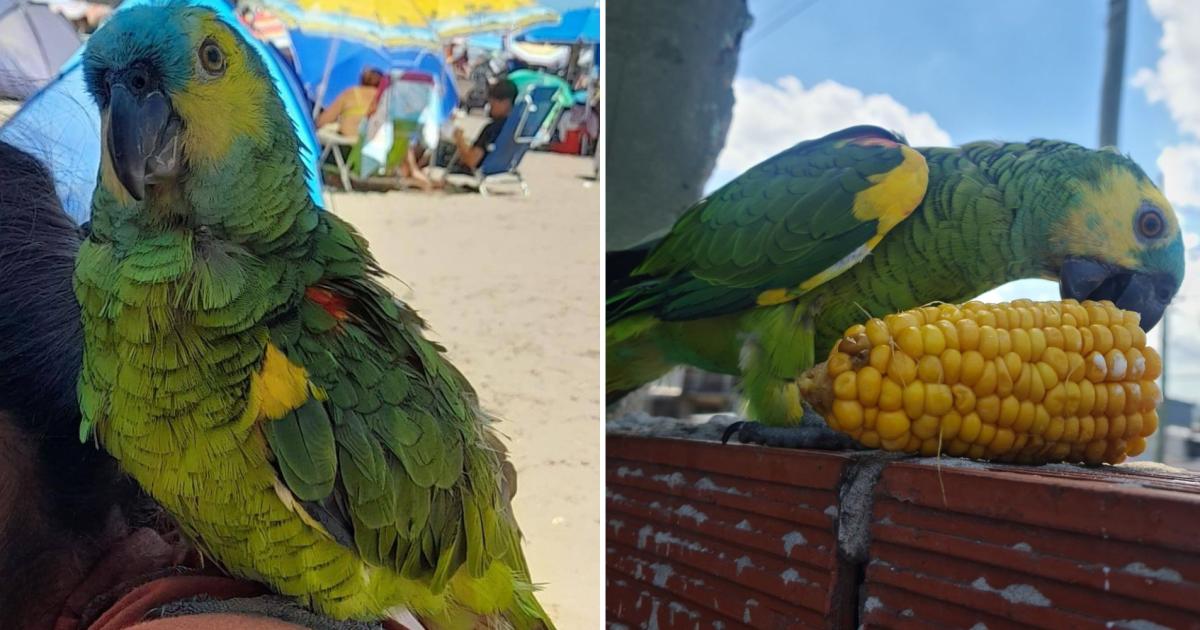 Pancho es buscado intensamente por su familia Hay recompensa por su devolución