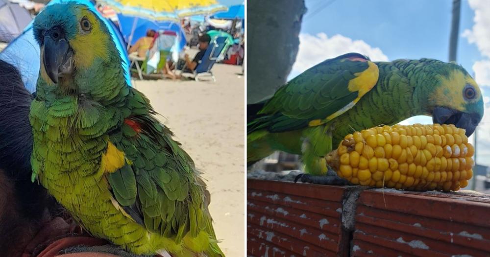 Pancho es buscado intensamente por su familia Hay recompensa por su devolución
