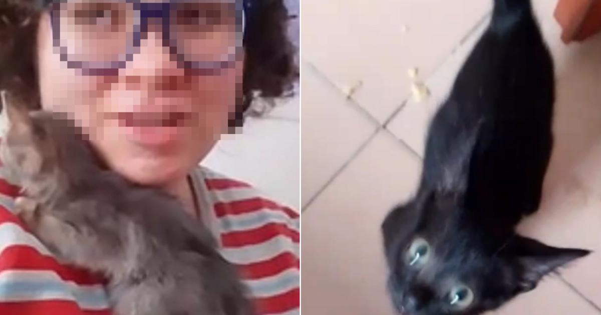 La menor del clan con los gatos que adoptó ultimamente