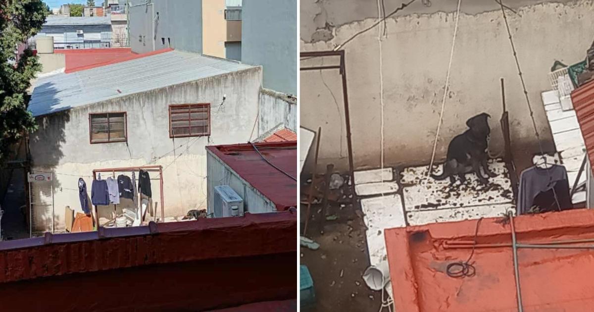 El perro aún se encuentra atado en el fondo del comercio