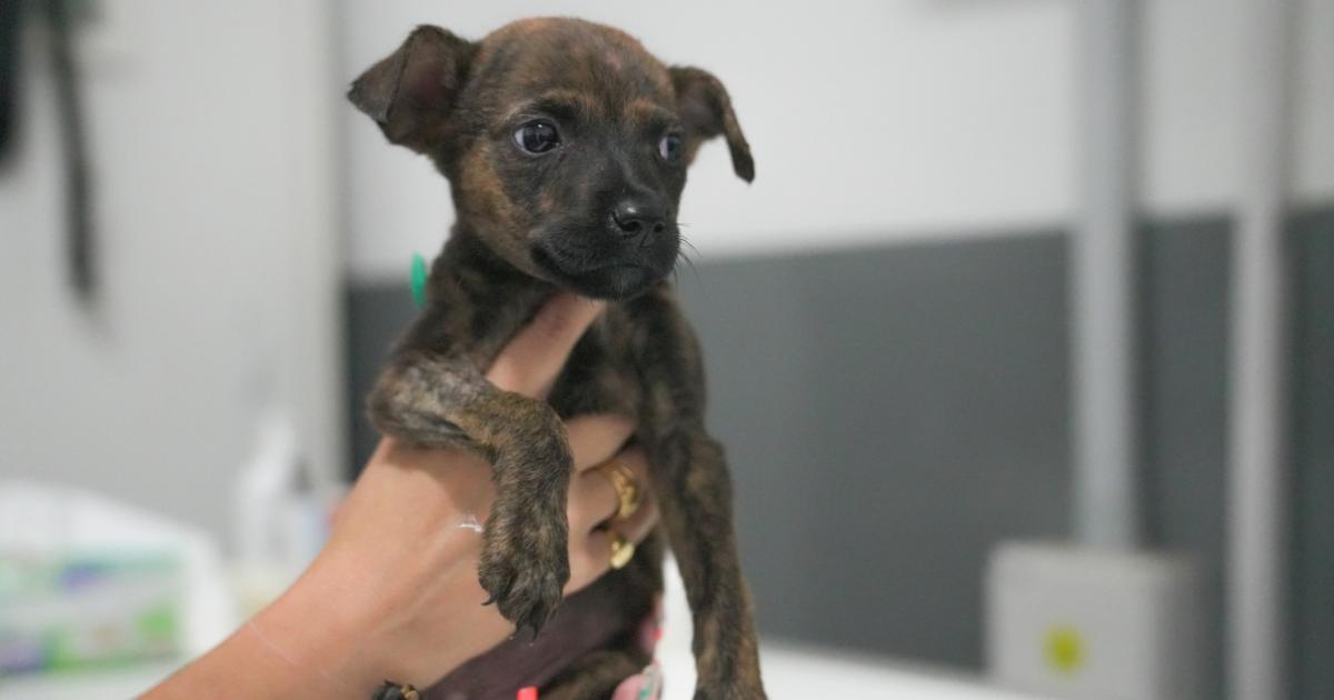 Ya hubo ms de 200 adopciones desde el lanzamiento del programa