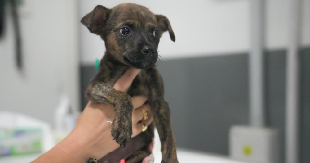 Ya hubo m?s de 200 adopciones desde el lanzamiento del programa