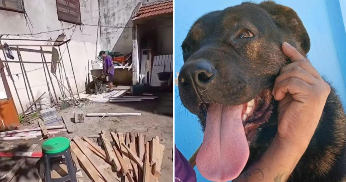 Rescataron a la perra abandonada en un comercio de Banfield
