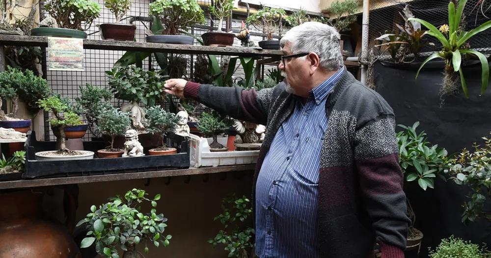 A pesar de los obstculos de la vida Héctor continúa ligado al cultivo de bonsis su cable a tierra