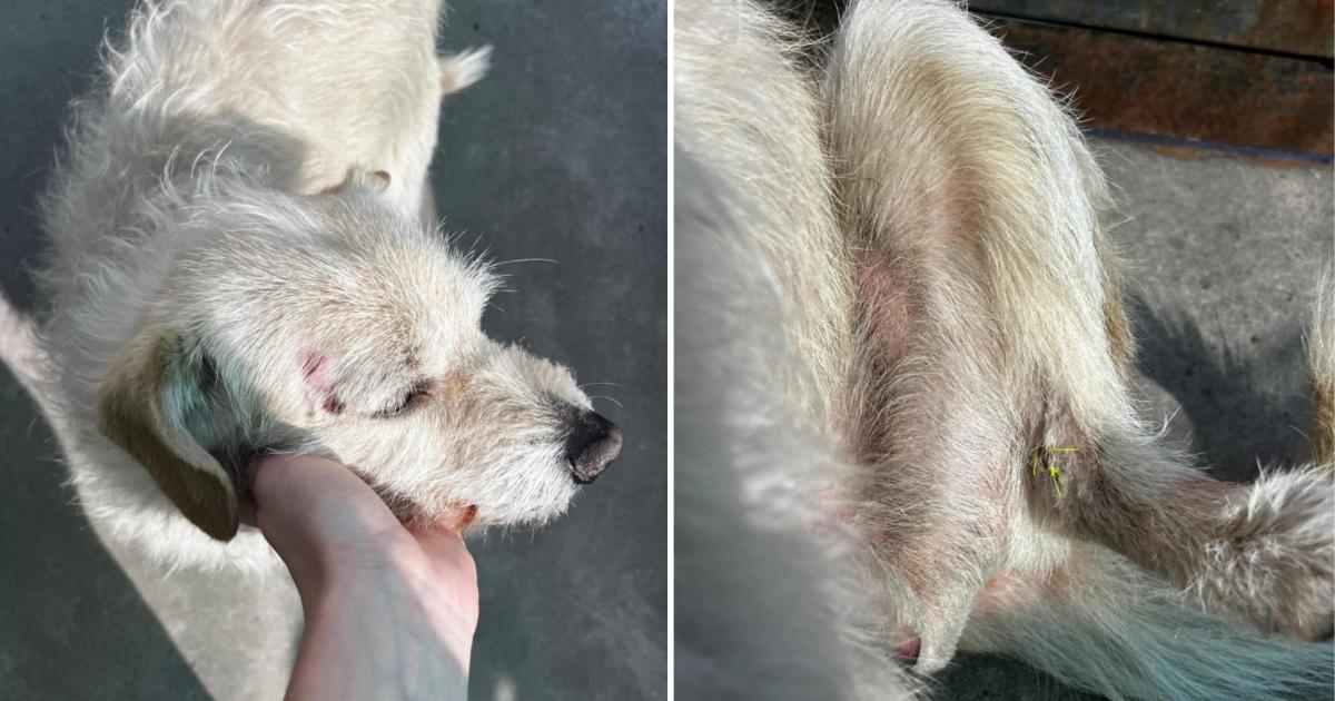 Las heridas que tuvo el perro a causa del choque Para fortuna de la familia la mascota sigue con vida